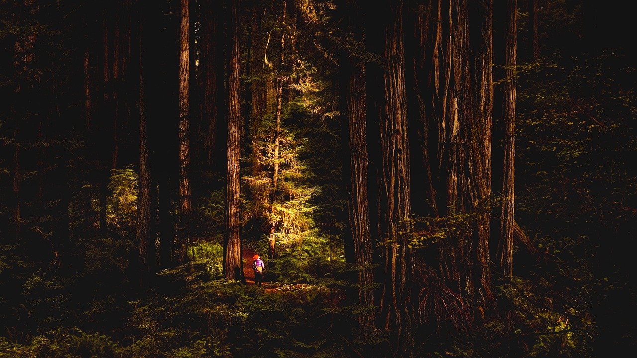 Exploring the Majestic Redwoods in California